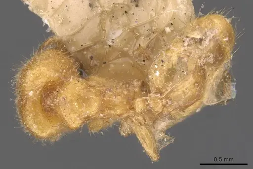 Pheidole woodmasoni - CASENT0908007