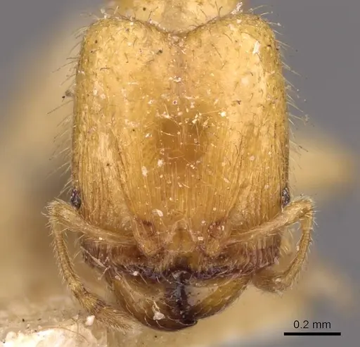 Pheidole woodmasoni - CASENT0908007