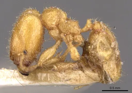 Pheidole woodmasoni - CASENT0908007