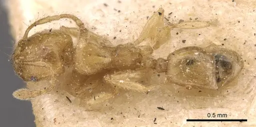 Pheidole woodmasoni - CASENT0908008