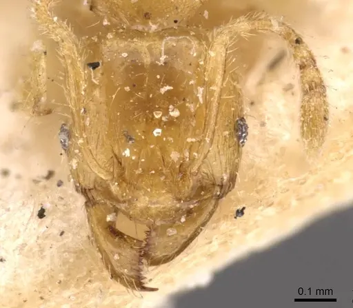 Pheidole woodmasoni - CASENT0908008