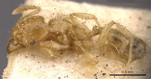 Pheidole woodmasoni - CASENT0908008