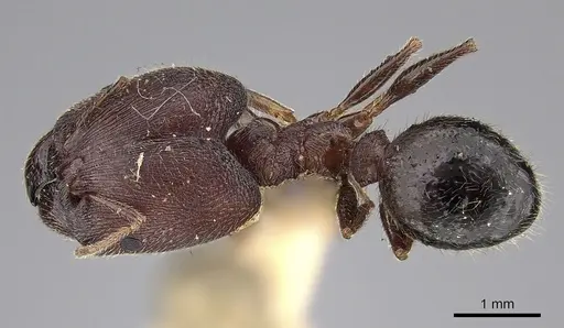 Pheidole wroughtonii specimen