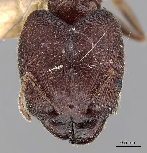 Pheidole wroughtonii specimen