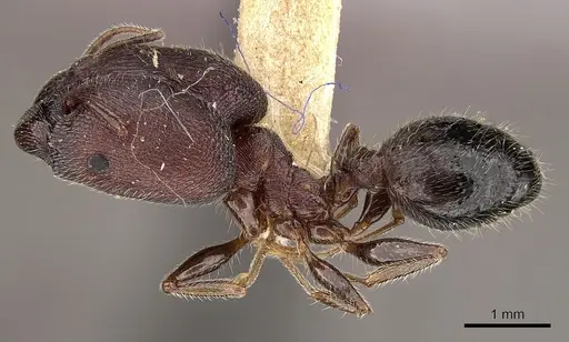 Pheidole wroughtonii specimen
