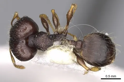 Pheidole xanthocnemis specimen