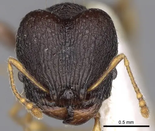 Pheidole xanthocnemis specimen