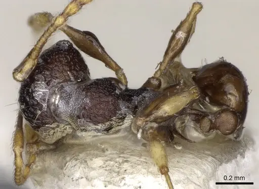 Pheidole xanthocnemis - CASENT0281736