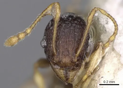 Pheidole xanthocnemis - CASENT0281736