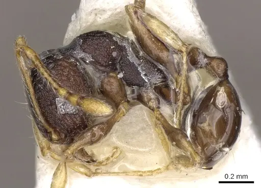 Pheidole xanthocnemis - CASENT0281736