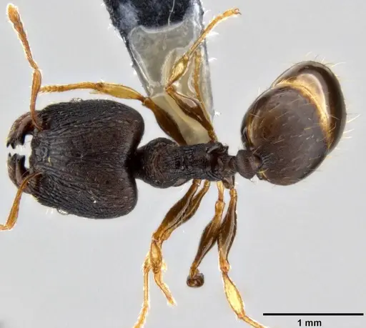 Pheidole xanthocnemis - CASENT0282400