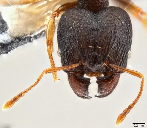 Pheidole xanthocnemis - CASENT0282400