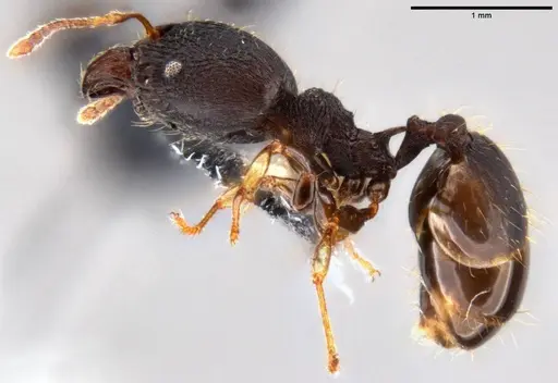Pheidole xanthocnemis - CASENT0282400