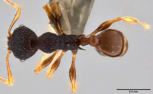 Pheidole xanthocnemis - CASENT0282479