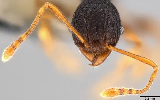 Pheidole xanthocnemis - CASENT0282479