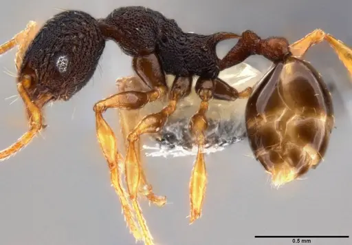 Pheidole xanthocnemis - CASENT0282479