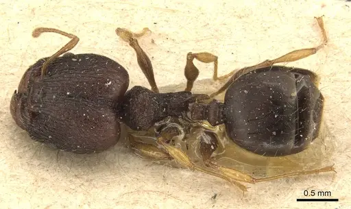 Pheidole xanthocnemis - CASENT0904288