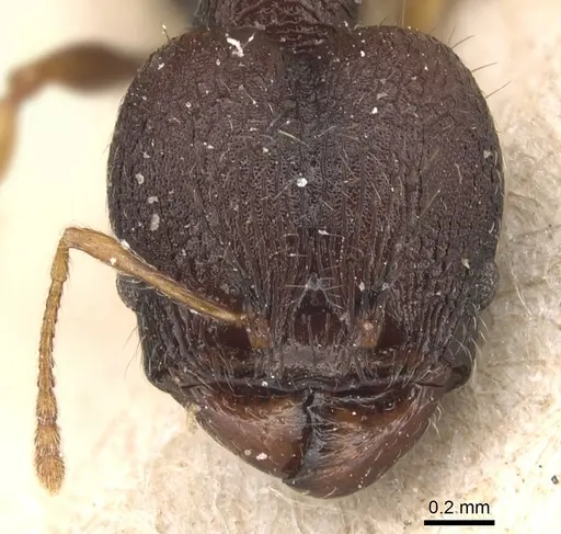 Pheidole xanthocnemis - CASENT0904288