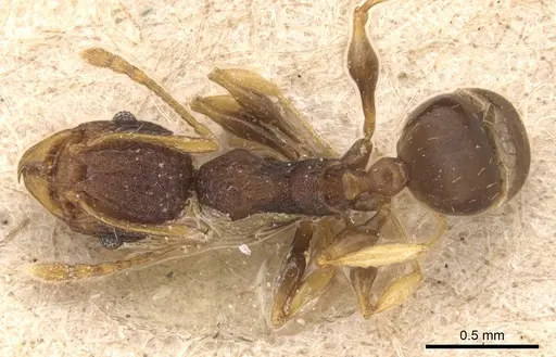 Pheidole xanthocnemis - CASENT0904289