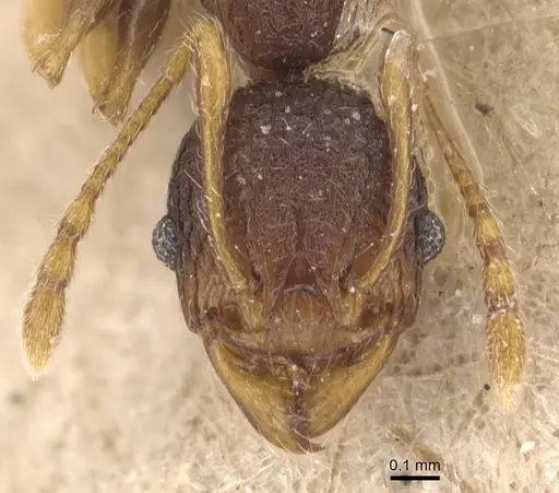 Pheidole xanthocnemis - CASENT0904289