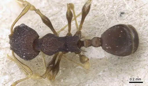 Pheidole xanthocnemis - CASENT0906686