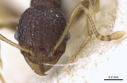 Pheidole xanthocnemis - CASENT0906686