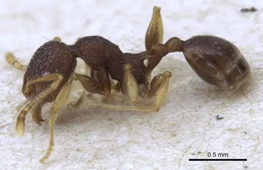 Pheidole xanthocnemis - CASENT0906686