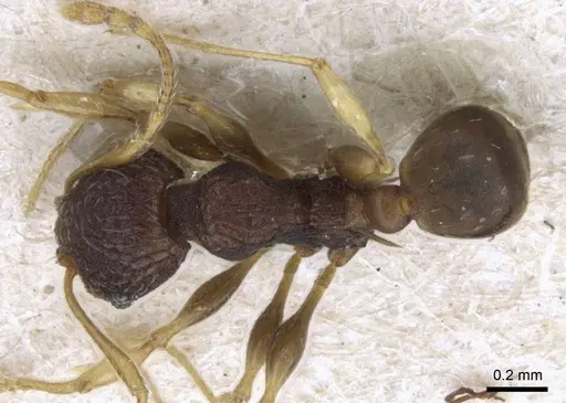 Pheidole xanthocnemis - CASENT0906687