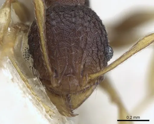 Pheidole xanthocnemis - CASENT0906687
