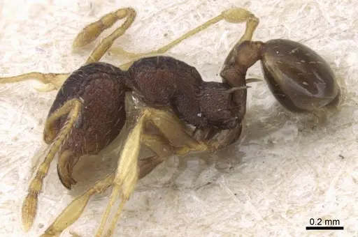 Pheidole xanthocnemis - CASENT0906687