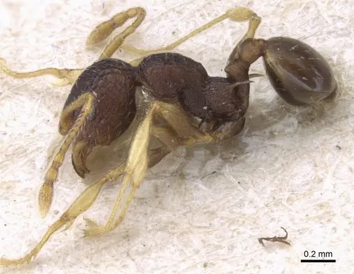 Pheidole xanthocnemis - CASENT0906687