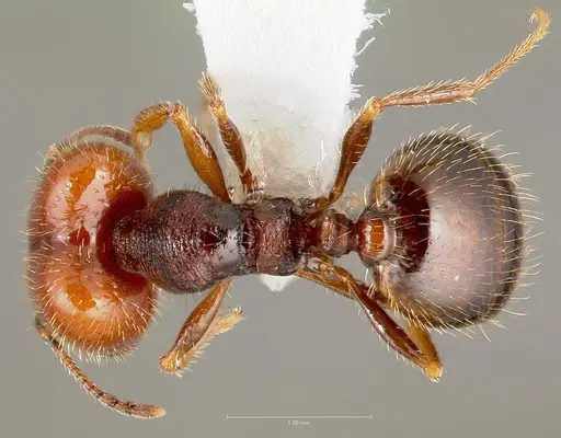 Pheidole xerophila specimen
