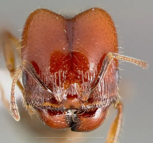 Pheidole xerophila specimen