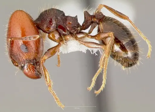Pheidole xerophila specimen