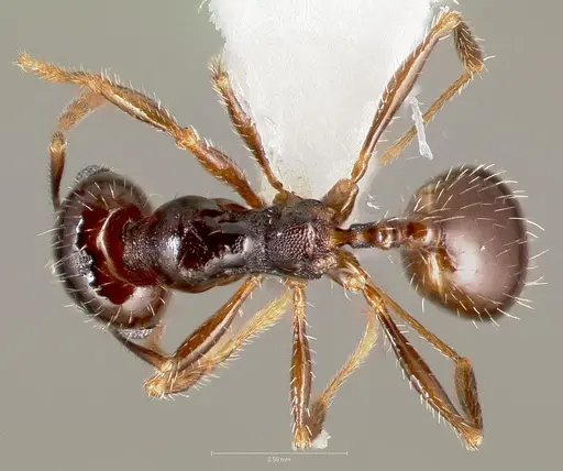 Pheidole xerophila - CASENT0005774
