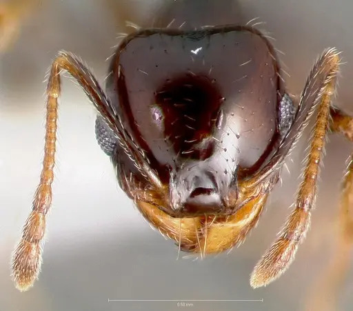 Pheidole xerophila - CASENT0005774