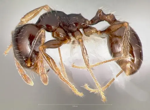 Pheidole xerophila - CASENT0005774