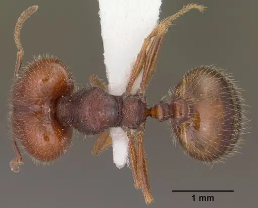 Pheidole xerophila - CASENT0104451