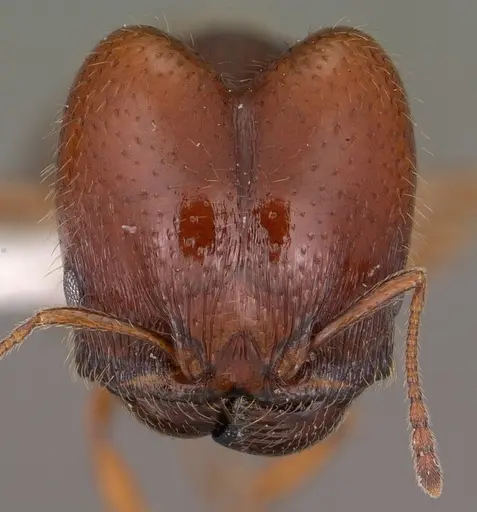 Pheidole xerophila - CASENT0104451