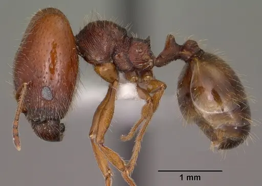 Pheidole xerophila - CASENT0104451