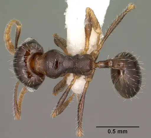 Pheidole xerophila - CASENT0104452