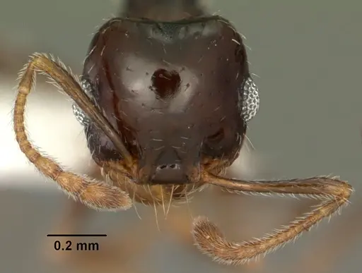 Pheidole xerophila - CASENT0104452