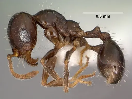 Pheidole xerophila - CASENT0104452