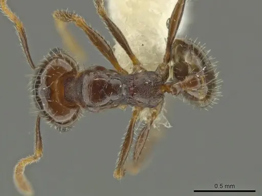 Pheidole xerophila - CASENT0636803