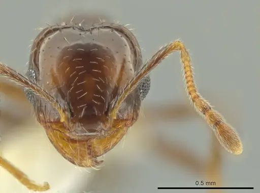Pheidole xerophila - CASENT0636803