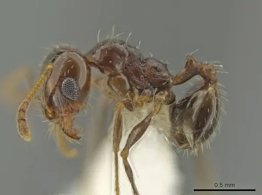 Pheidole xerophila - CASENT0636803