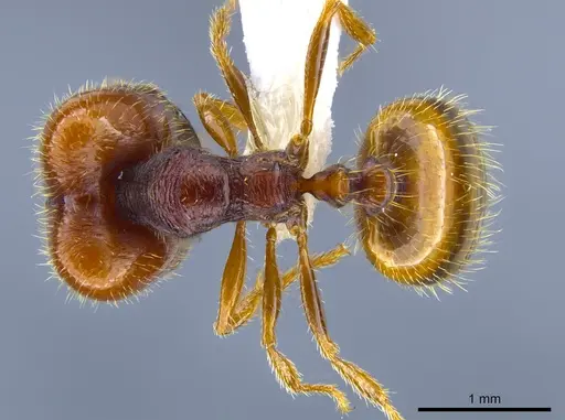 Pheidole xerophila - CASENT0637418