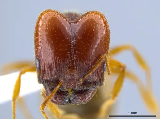 Pheidole xerophila - CASENT0637418