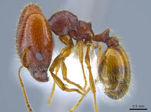 Pheidole xerophila - CASENT0637418