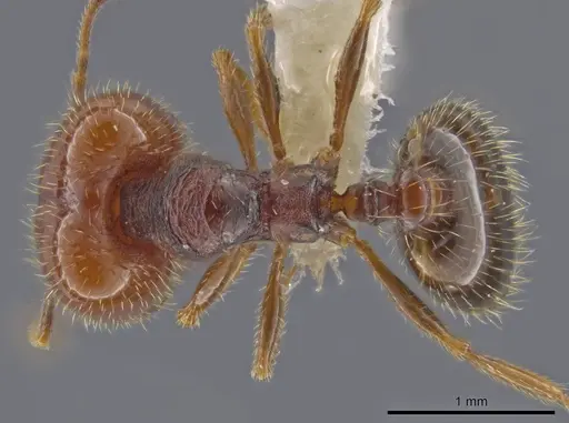 Pheidole xerophila - JTLC000007762